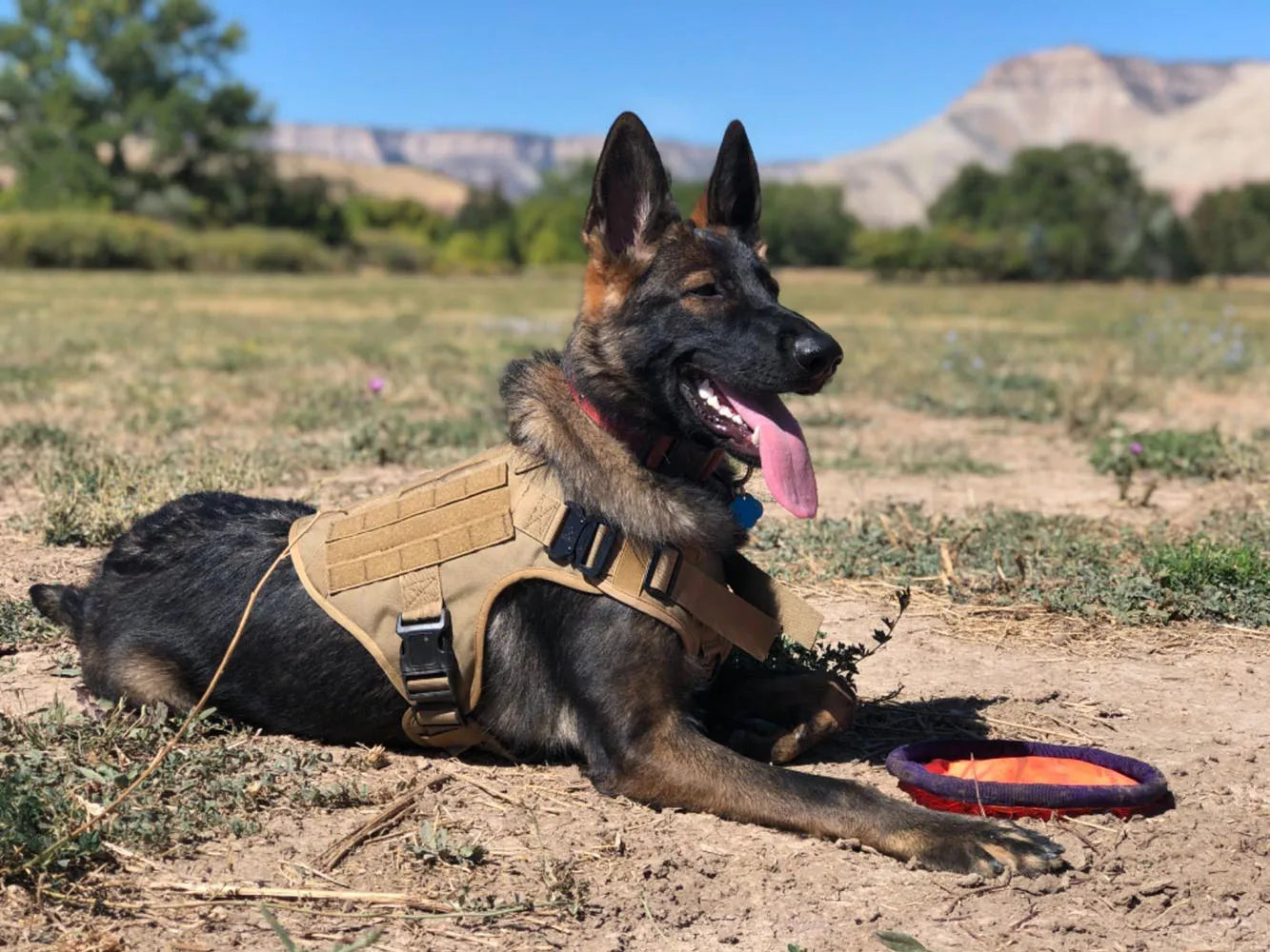 Military Tactical Dog Harness Vest With Leash Patches Set For Malinois