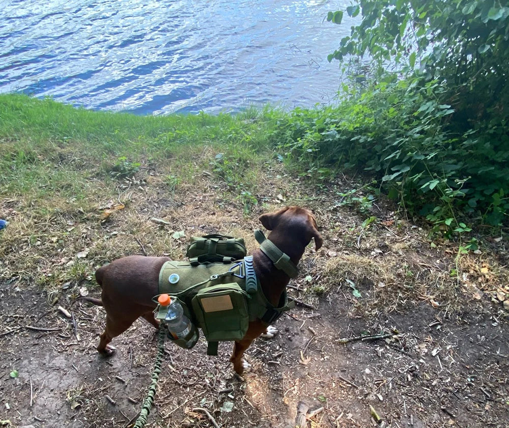 Military Tactical Dog Harness Vest With Leash Patches Set For Malinois